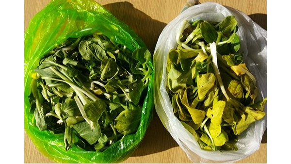 儲(chǔ)存青菜-降解袋和普通袋幾天后的區(qū)別